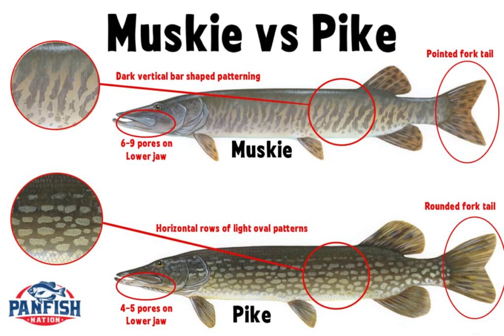 Muskie vs Pike