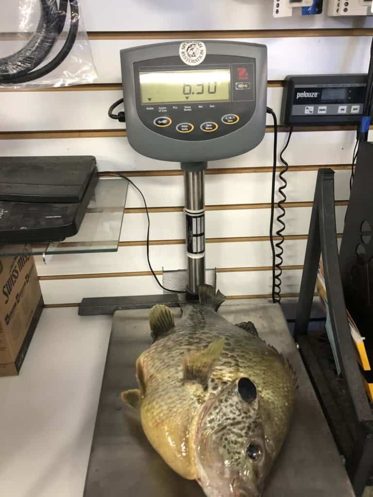 World Record Redear Sunfish