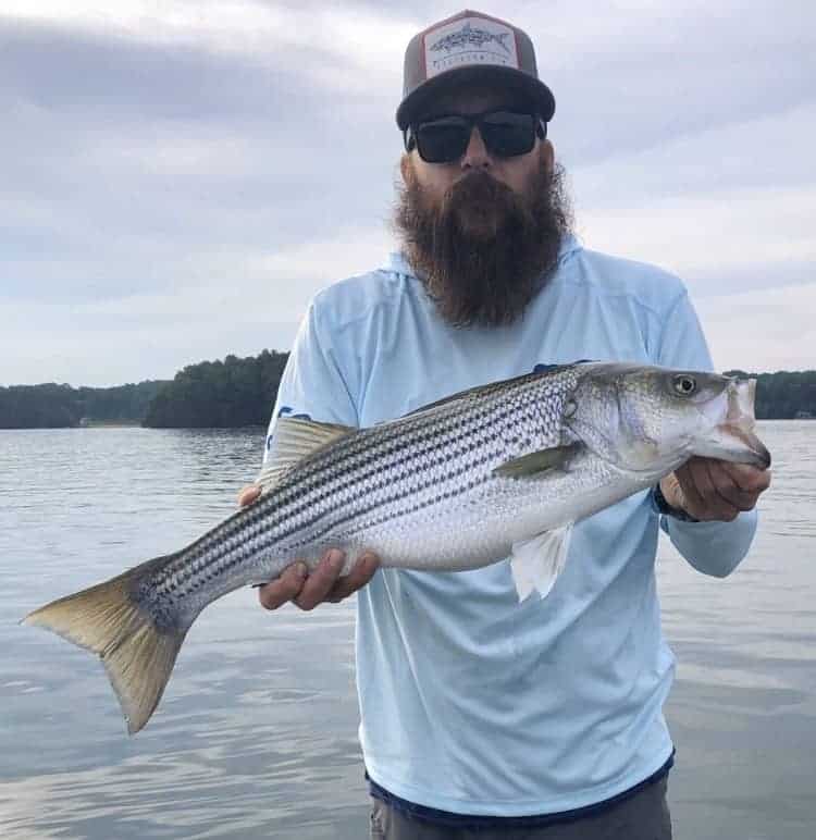 Lake Mead Striped Bass