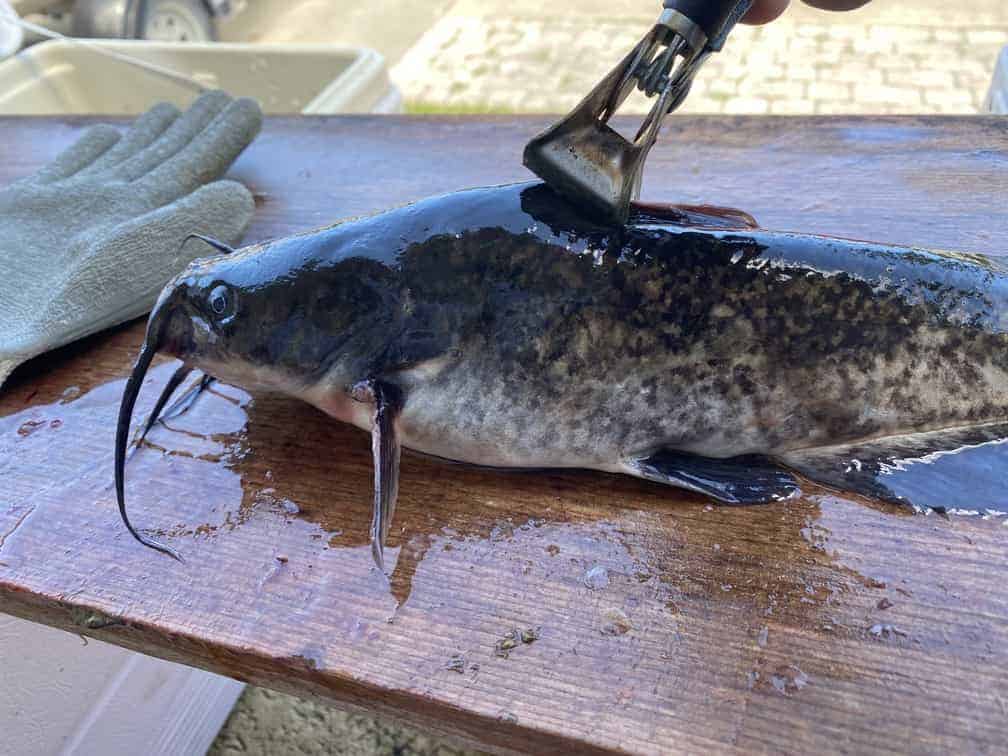 How To Skin A Catfish - Remove Top Dorsal Spine