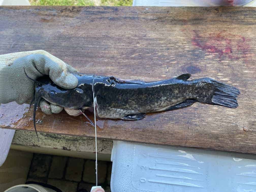 How To Skin A Catfish - Make cut behind gill plate