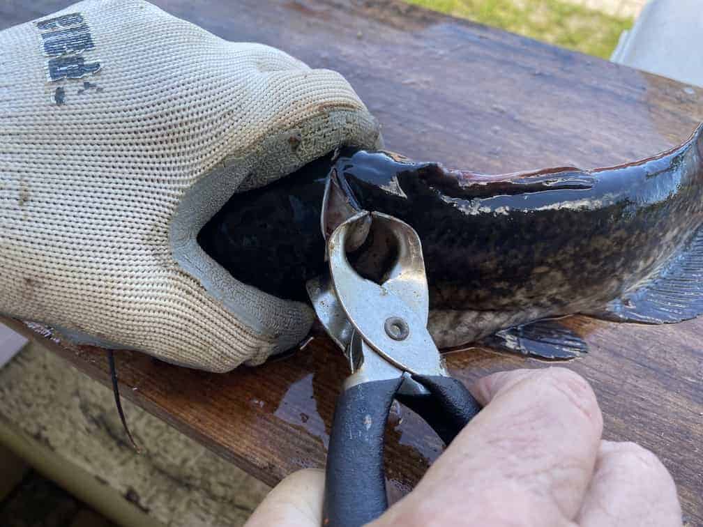 How To Skin A Catfish - Remove skin with catfish skinning pliers
