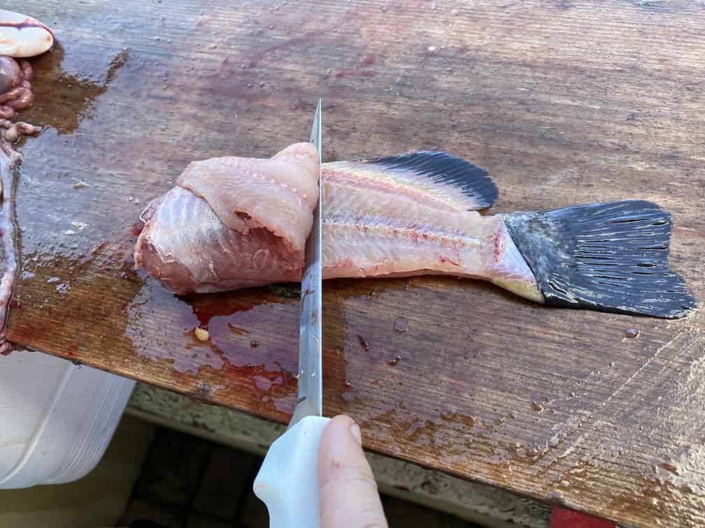 How to fillet a catfish - Step 2 - Cut along backbone toward gills