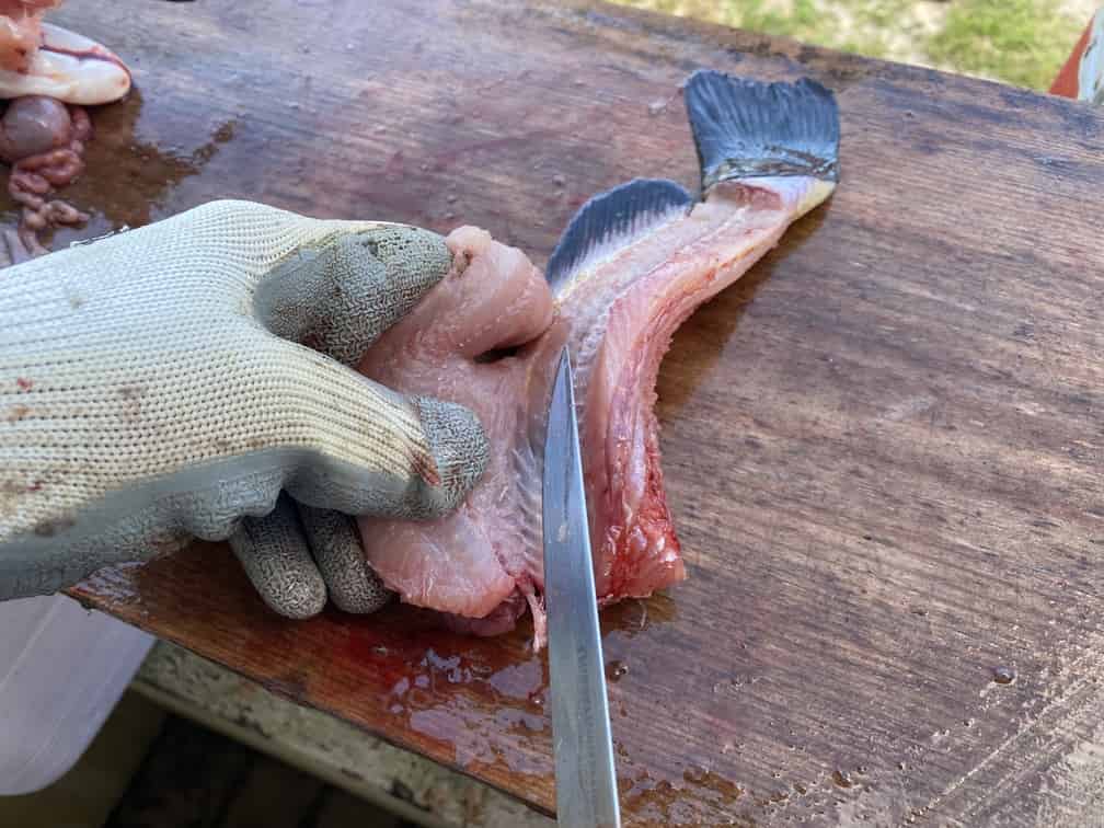 How to fillet a catfish Step 3 - Fillet around the rib cage