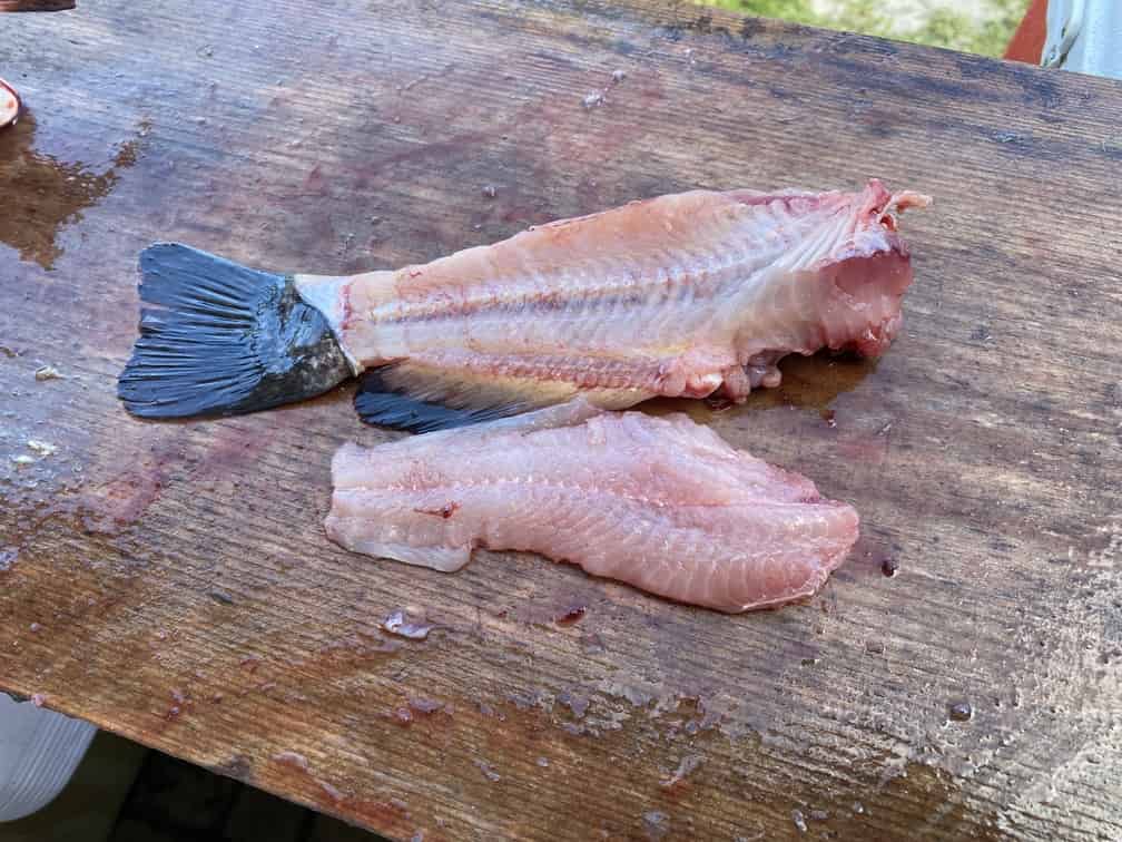 How to fillet a catfish - Step 5 - Final trim and rinse