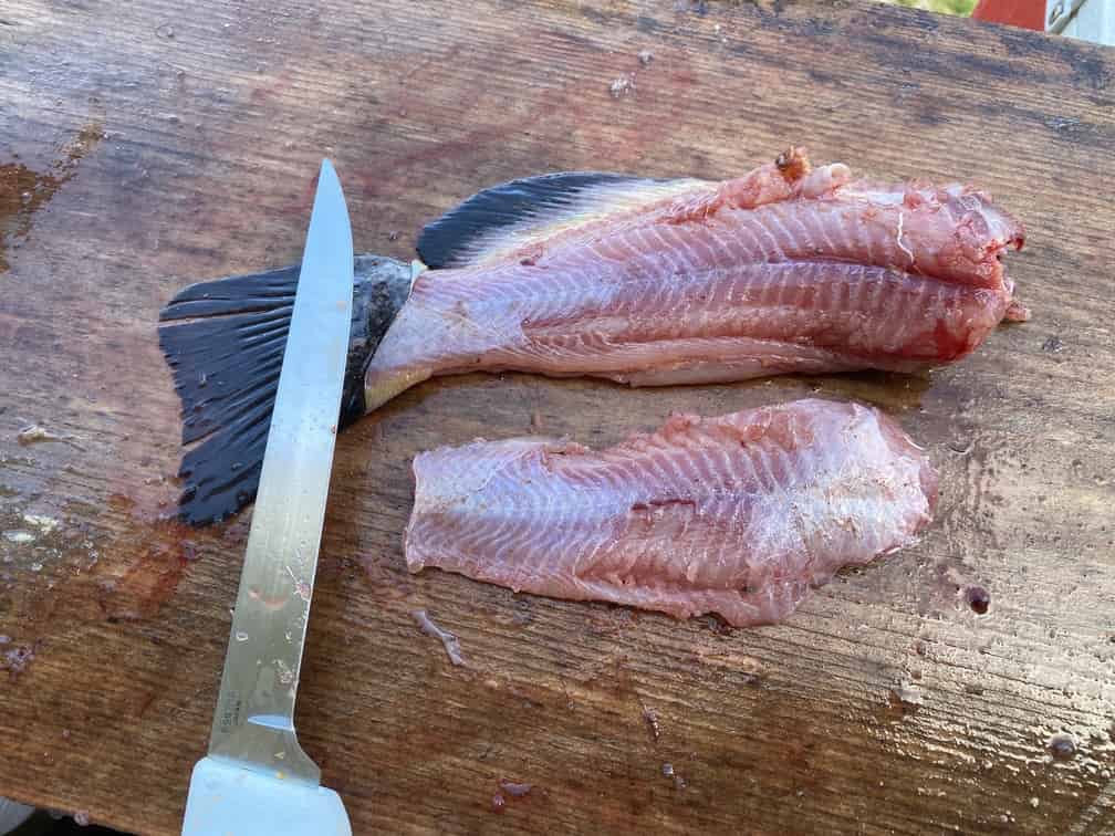 How to fillet a catfish