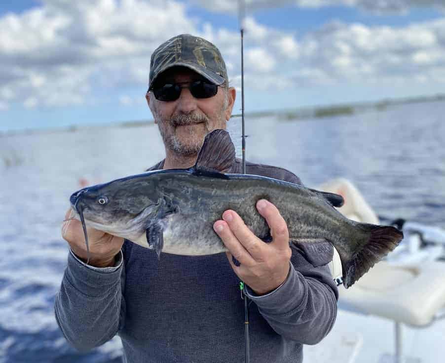 blue catfish bait