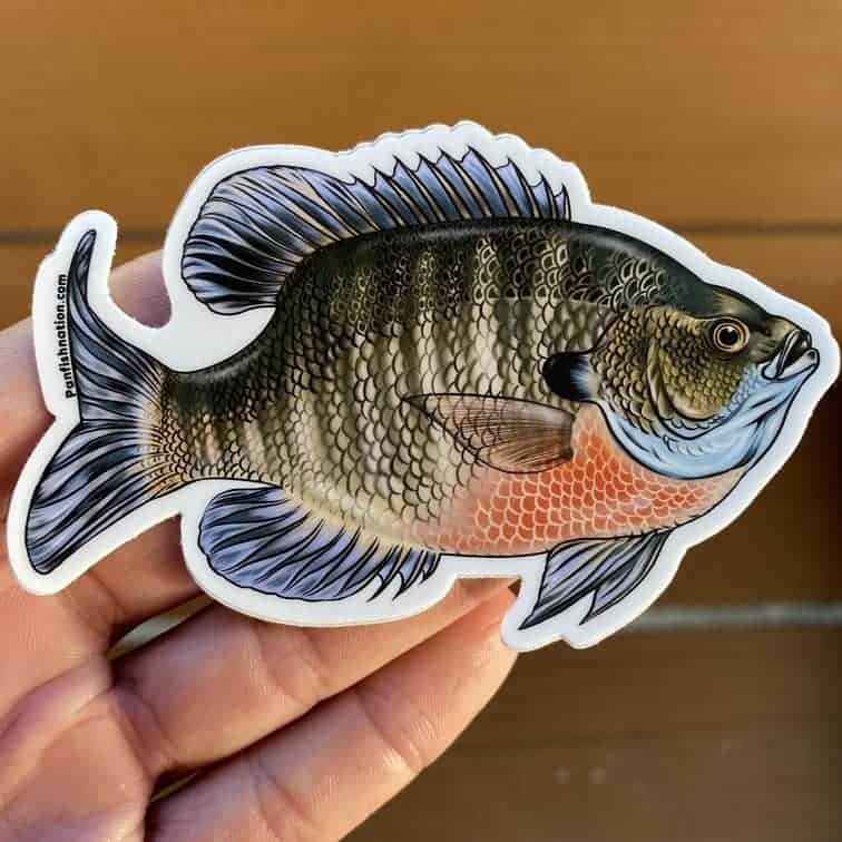 Details about   CRAPPIE Sticker Decal fly fishing 5" x 3 1/4" glossy weather proof panfish perch 