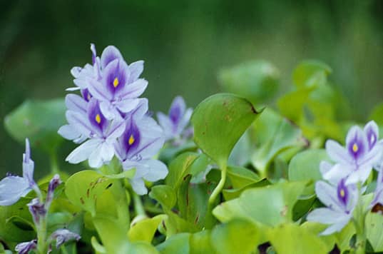 Water Hyacinth Lake Livingston