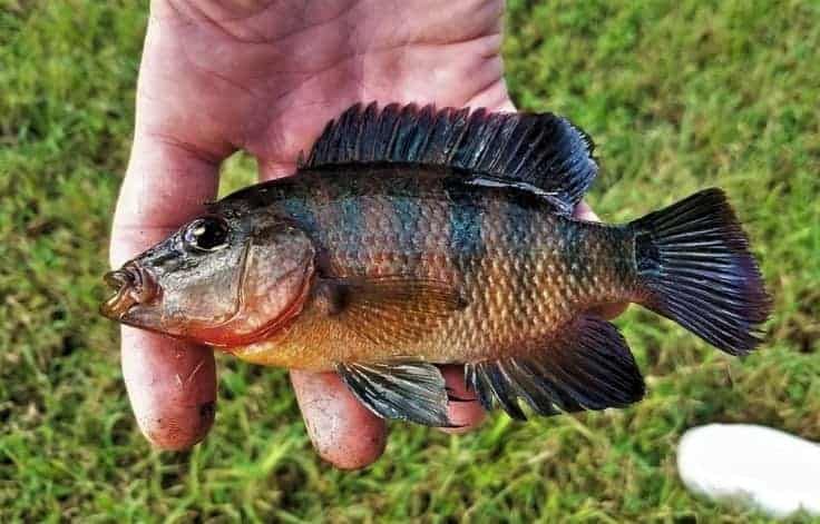 How To Catch Mayan Cichlids