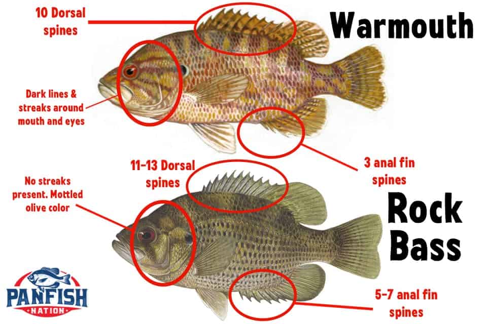 Warmouth vs Rock Bass
