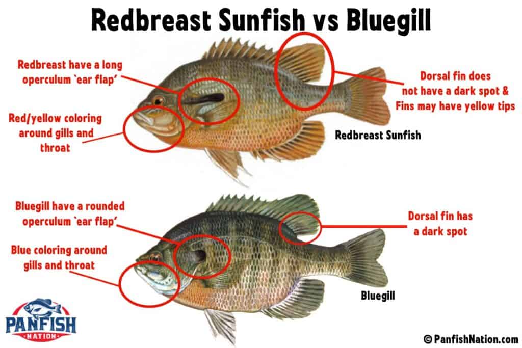 Redbreast Sunfish vs Bluegill