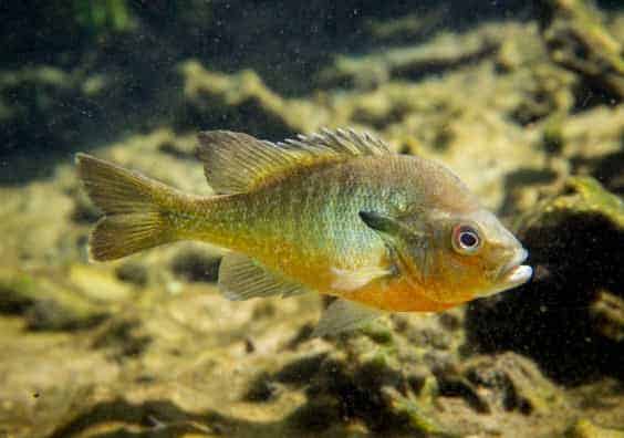 Redbreast Sunfish vs Bluegill