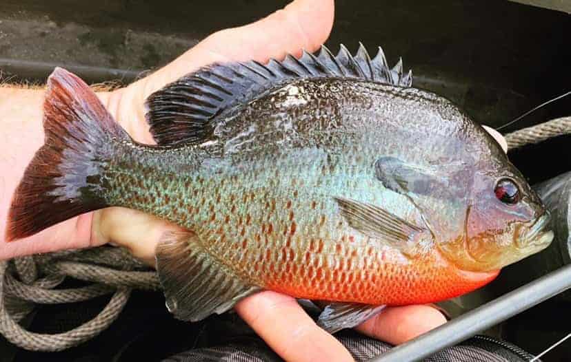 Redbreast Sunfish vs Bluegill