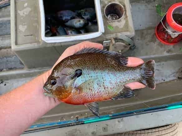 Redbreast Sunfish vs Bluegill