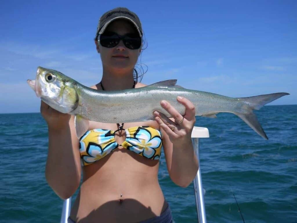 Lady Fish in Florida