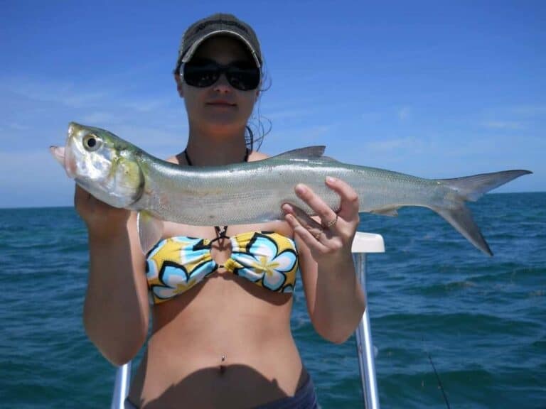 Lady Fish Florida