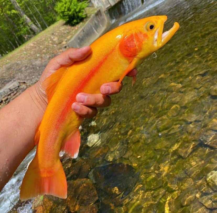 Palomino Trout