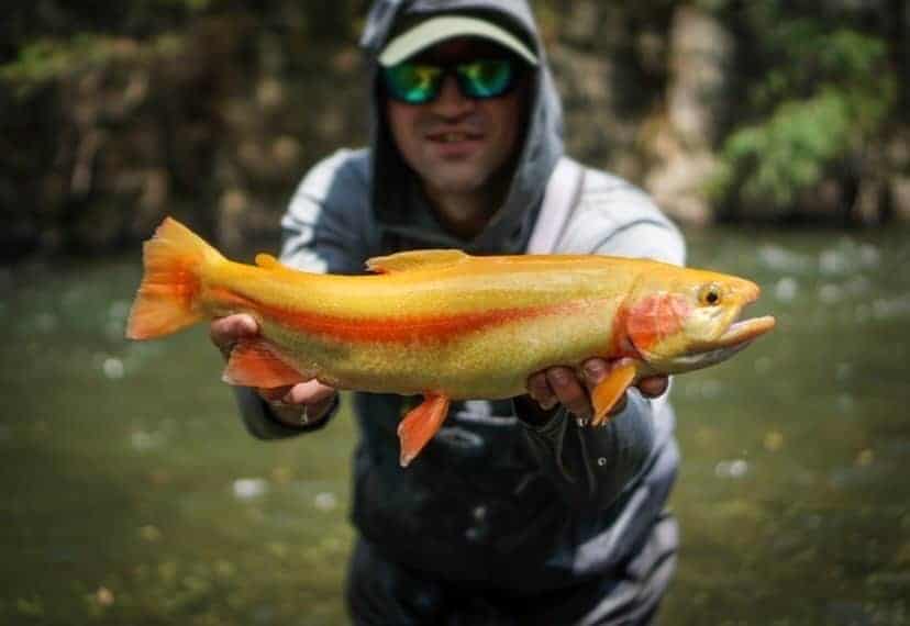 Palomino Trout