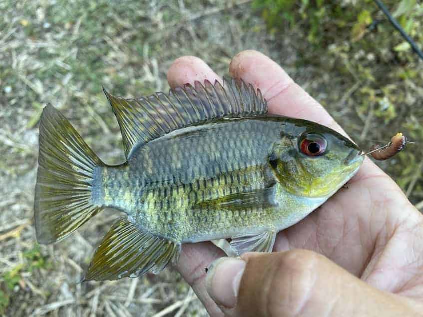 How To Catch Tilapia on Beds