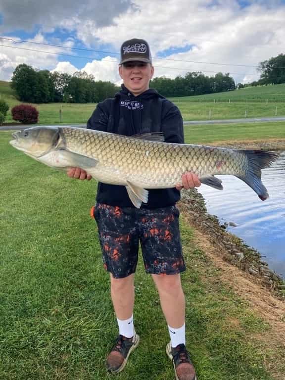 Grass Carp