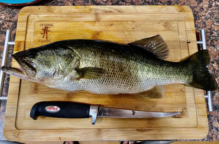 3 pound largemouth bass being prepared to fillet