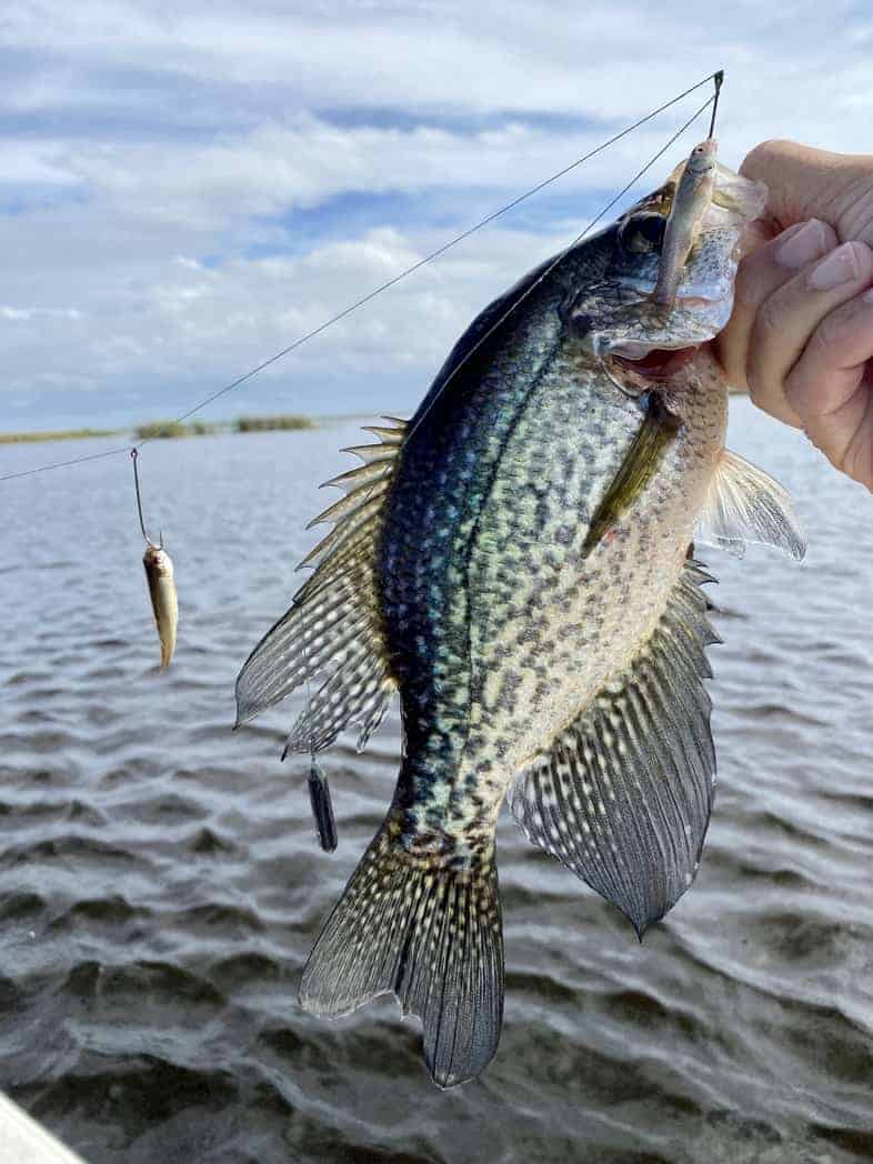 How To Keep Minnows Alive Without an Aerator (7 Tips) • Panfish Nation