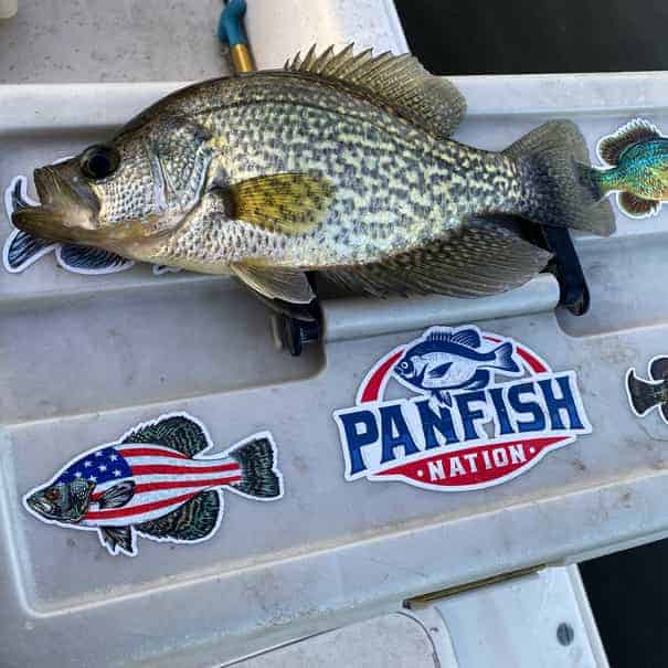 Crappie Fishing Lake Hartwell