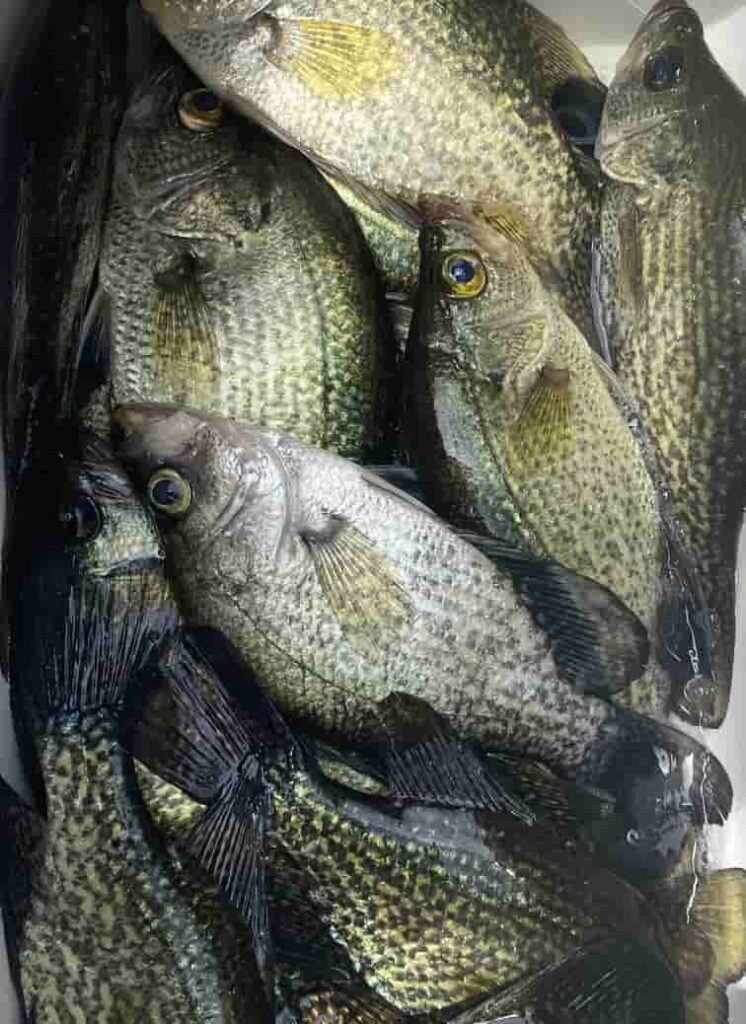 Crappie Fishing Lake Hartwell