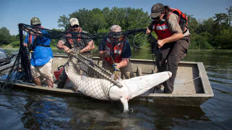 Can You Eat Gar fish