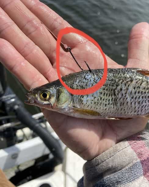 How To Hook A Shiner - Top of Back