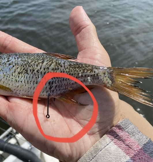 How To Hook A Shiner - Belly/Anal fin