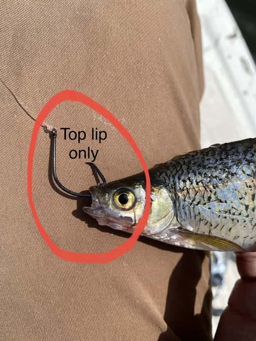 How To Hook A Shiner - Top Lip