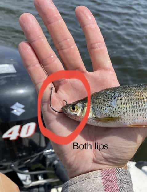 How To Hook A Shiner - Through Both Lips