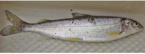 Whitefish- Common Ice Fishing Species