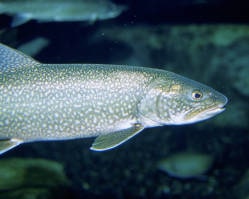 Lake Trout- Common Ice Fishing Species