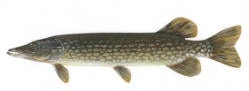 Northern Pike- Common Ice Fishing Species