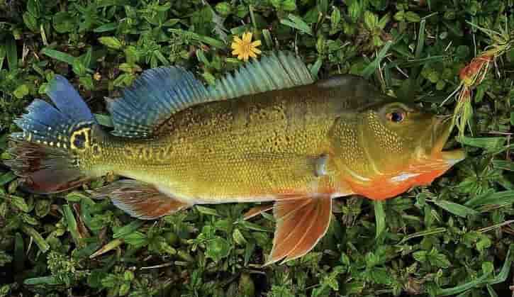 Peacock Bass Fishing In Florida