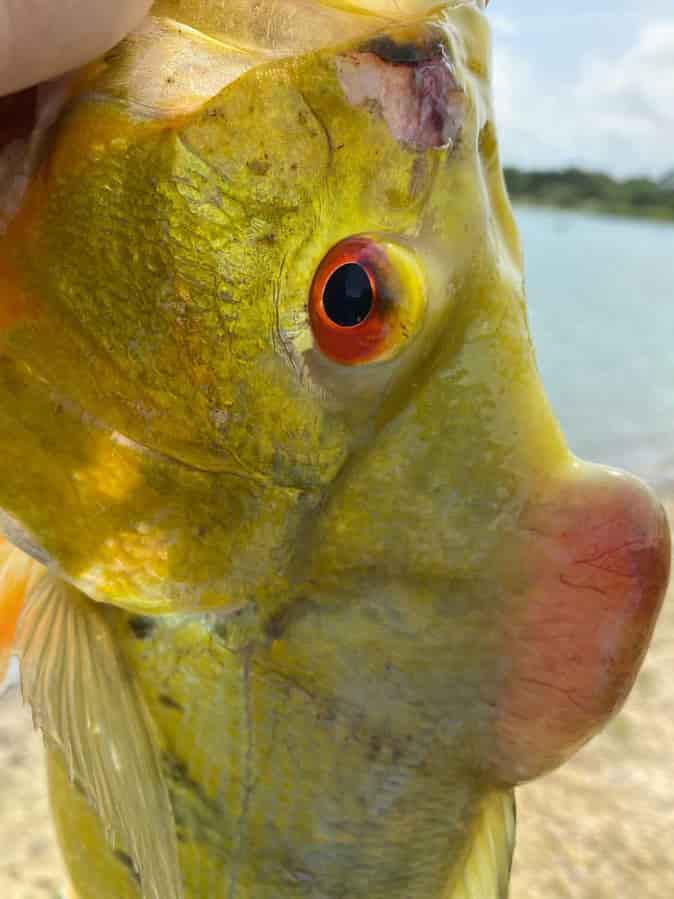 The Ultimate Guide to Peacock Bass Fishing In Florida