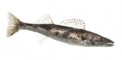 Sauger- Common Ice Fishing Species