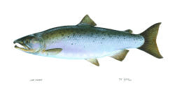 Salmon- Common Ice Fishing Species