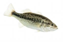 Largemouth Bass- Common Ice Fishing Species