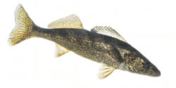 Walleye- Common Ice Fishing Species