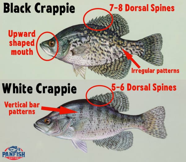 3 Easy Differences Between Black Crappie vs White Crappie