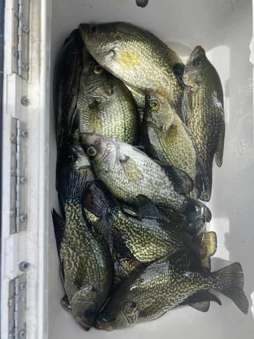 Cooler Full Of Crappie Ready to Eat! 