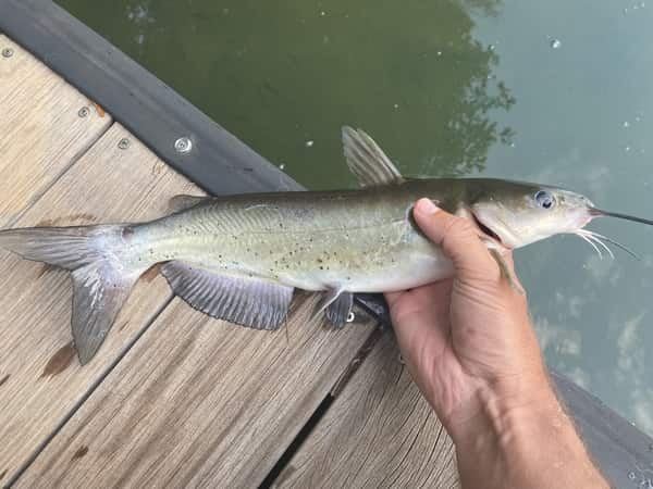 How To Catch Stocked Catfish