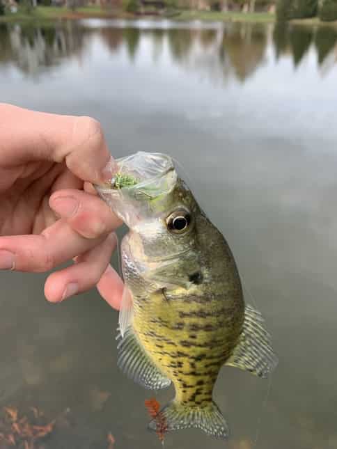 Best Crappie Flies