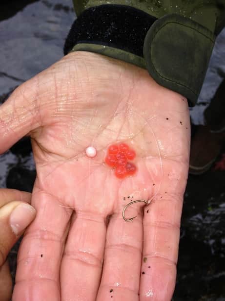 Small Bait Used For Koi Fishing