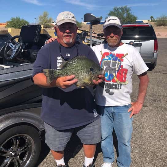 Lake Havasu Sunfish- Home Of Giant Shellcracker!