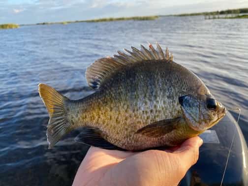 Where to Find Bluegill on Lake Havasu